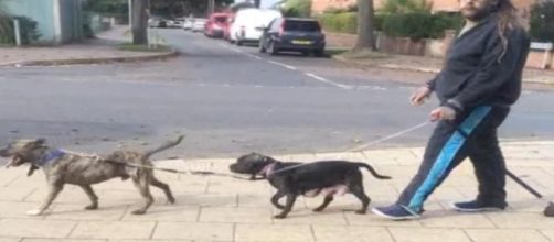 UK shock, cucciolo trascinato dal proprietario