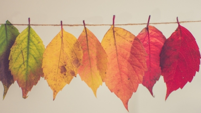 Come d'autunno sugli alberi il colore delle foglie | Eva lo sapeva - evalosapeva.com