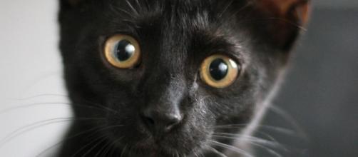 Since the Middle Ages, black cats have been a major superstition - Ukieiri via Pixabay
