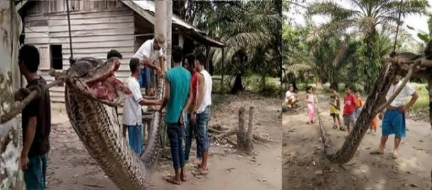 Cobra é estendida em ilha indonésia Foto: Polícia de Batang Gansal / AFP Cobra é estendida em ilha indonésia Foto: Polícia de Batang Gansal / AFP