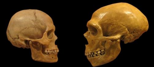 Human and Neanderthal skulls [Image via hairymuseummatt (original photo),DrMikeBaxter (derivative work)|Wikimedia Commons| Cropped| CC BY-SA 2.0]