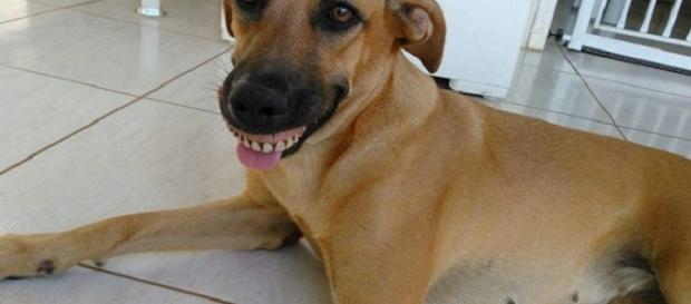 Daqui a pouco, ela desenterra um crânio do quintal de casa, disse o dono Daqui a pouco, ela desenterra um crânio do quintal de casa, disse o dono