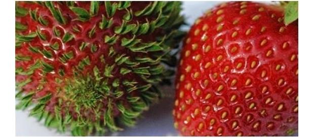 Veja como as frutas se desenvolvem com o tempo Veja como as frutas se desenvolvem com o tempo