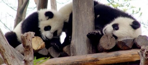 Toronto Zoo releases a video compilation of cute giant panda cub tumbles [Image: Flickr by PROgill_penney/CC BY 2.0]