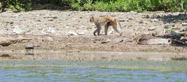 A Monkey on "Monkey Island" in Puerto Rico (Image credit – Jami430 – Wikimedia Commons) A Monkey on "Monkey Island" in Puerto Rico (Image credit – Jami430 – Wikimedia Commons)