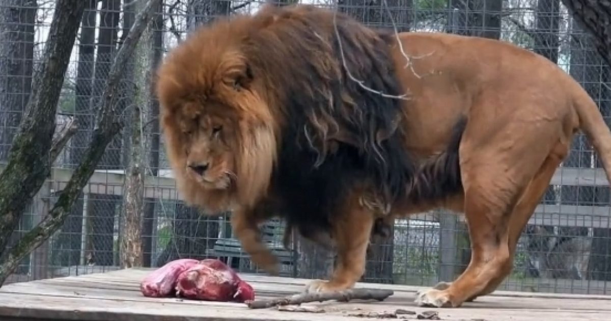 Are zoos a good place for animals?