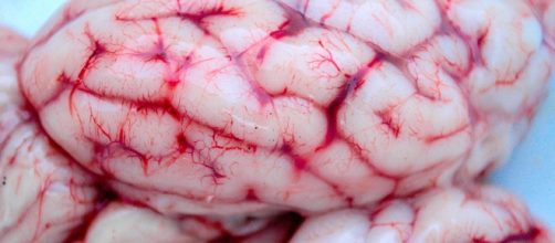 El estudio de células de cerebro humano aportará información valiosa para tratar enfermedades cerebrales