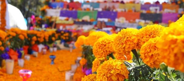 Flor de cempasúchil en la tradición mexicana Flor de cempasúchil en la tradición mexicana