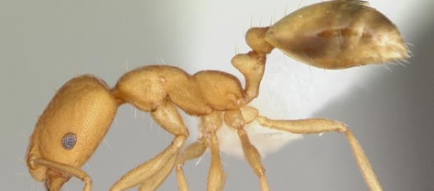Pharaoh Ants. -- (April Nobile via Wikimedia Commons) Pharaoh Ants. -- (April Nobile via Wikimedia Commons)