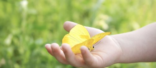 La mano di un bambino ed una farfalla gialla