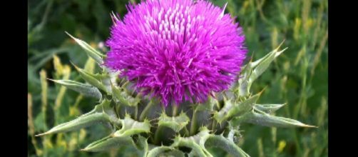 Many herbs (like milk thistle) can help you out. -- YouTube screen capture / Healing Power Hour
