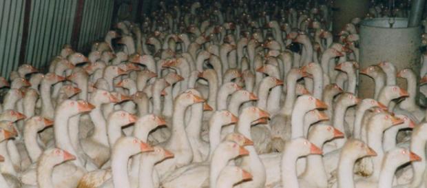 Gestopft, gemästet, gequält – die Martinsgans ist „gans“ arm dran ... - wordpress.com Gestopft, gemästet, gequält – die Martinsgans ist „gans“ arm dran ... - wordpress.com