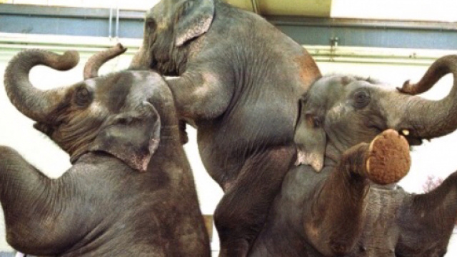 Animali sottomessi a spettacoli da circo.