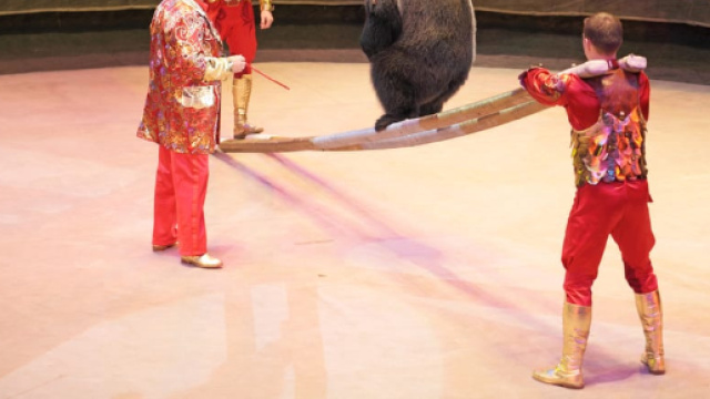 Crisi del circo1 - Non sprecare - nonsprecare.it