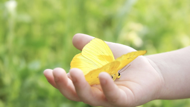 La mano di un bambino ed una farfalla gialla
