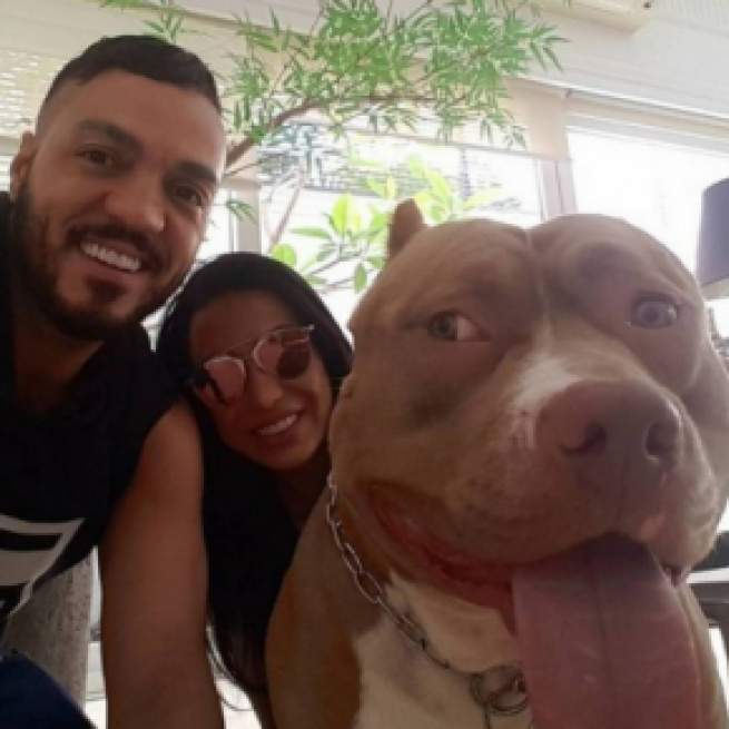 Belo e Gracyanne têm 8 cães da raça pit bull em casa