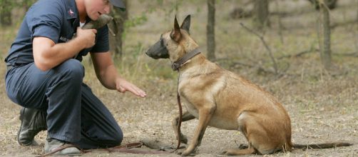 Air Force dog training. [ 2000544368/ af.mil]