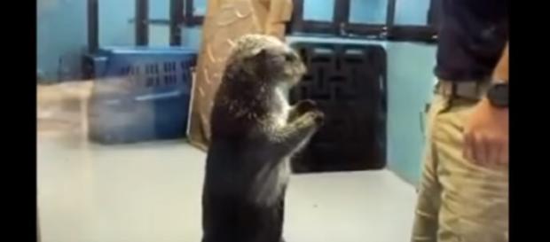 A new study on otters has taken place in 2017. -- YouTube screen capture / Funniest Otter Videos EVER A new study on otters has taken place in 2017. -- YouTube screen capture / Funniest Otter Videos EVER