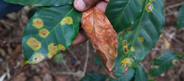 Fungus Cripples Coffee Production Across Central America - The New ... - nytimes.com Fungus Cripples Coffee Production Across Central America - The New ... - nytimes.com