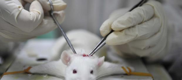 Petition · Stadt Nürnberg: Keine Genehmigung für Tierversuche am ... - change.org Petition · Stadt Nürnberg: Keine Genehmigung für Tierversuche am ... - change.org