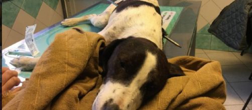 Freccia, il cane trovato infilzato da un arpione a Nuoro, ora in cura presso una clinica veterinaria di Oristano