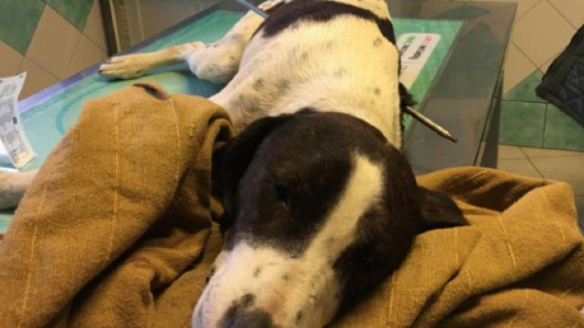 Freccia, il cane trovato infilzato da un arpione a Nuoro, ora in cura presso una clinica veterinaria di Oristano
