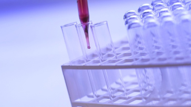 Trovate cellule che rinnovano la vita?