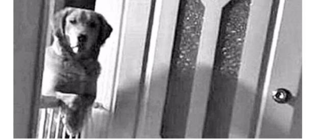 O cachorro na verdade estava com medo de ser abandonado novamente O cachorro na verdade estava com medo de ser abandonado novamente