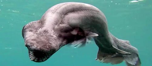 A prehistoric frilled shark was caught off the coast of Portugal [Image credit: New Technology/YouTube screencap]