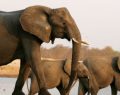 Trump allows elephant trophies to be imported back into the US