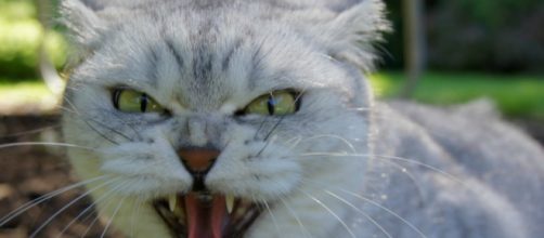 Un gatto bianco e grigio con i canini in vista