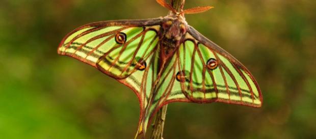El ciclo de vida de las mariposas El ciclo de vida de las mariposas