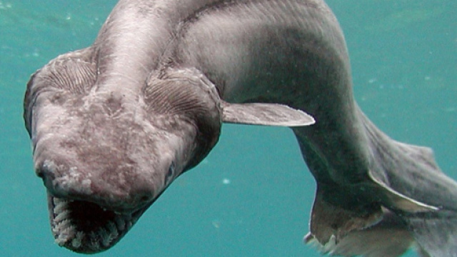 Un affascinante e primitivo esemplare di Chlamydoselachus anguineus