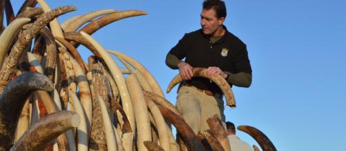 Trump to reverse ban on ivory. [Photo via USFWS Mountain-Prairie/Flickr]