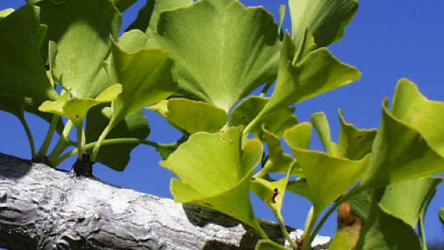 Ginkgo Biloba: una delle piante pi&ugrave; utilizzate per scopi curativi - cuyamaca.edu
