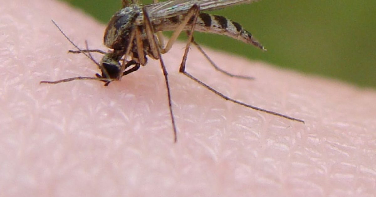 Drones will be releasing sterile mosquitoes to battle disease