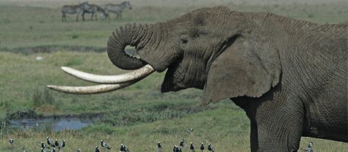 Tanzanian Elephant ((Image credit – Schuyler Shepherd, Wikimedia Commons)