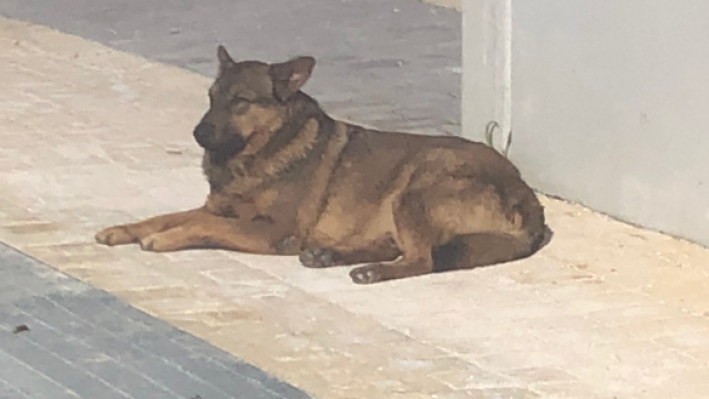 Steve Dogs mentre valuta come entrare nel mercato