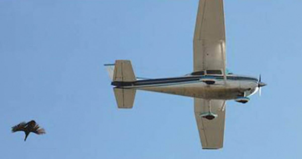 Turkey Drop FAA unable to stop people throwing live turkeys from planes