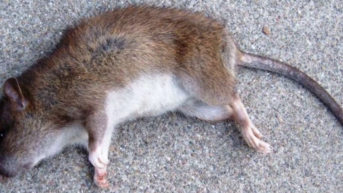 Topi morti e vermi nel congelatore: chiusi sei ristoranti ed un supermercato