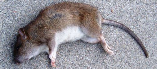 Prato: topi morti rinvenuti sul pavimento del magazzino del paninaro cinese