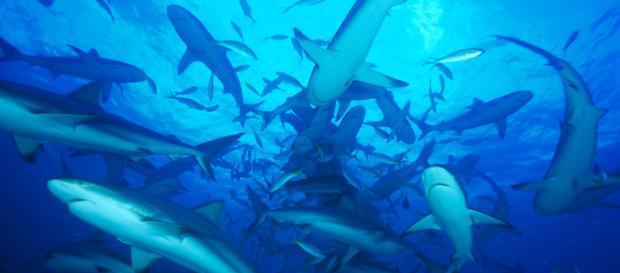 ¡Sos! Los ecosistemas marinos en peligro ¡Sos! Los ecosistemas marinos en peligro