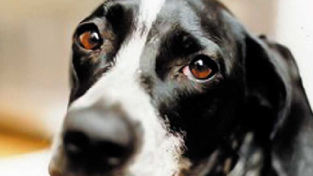 Cane abbandonato in aeroporto muore aspettando il padrone: il caso