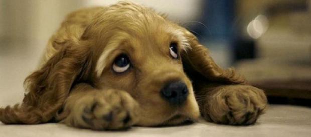Ter um cachorro ajuda a prevenir várias doenças e lhe dá mais anos de vida. (Reprodução/Web) Ter um cachorro ajuda a prevenir várias doenças e lhe dá mais anos de vida. (Reprodução/Web)
