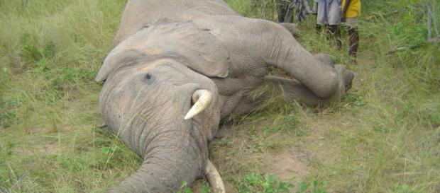 White House says decision to lift ban on elephant hunting trophies ... - aol.com White House says decision to lift ban on elephant hunting trophies ... - aol.com