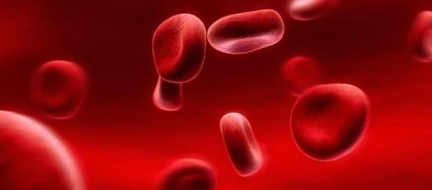 Glóbulos rojos o eritrocitos en la sangre de un ser humano Glóbulos rojos o eritrocitos en la sangre de un ser humano