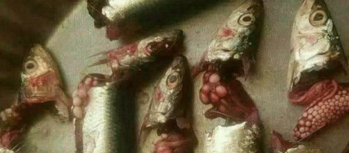 I poveri pesci parassitati (Photo courtesy of the Ministry of Maritime Affairs and Fisheries' website)