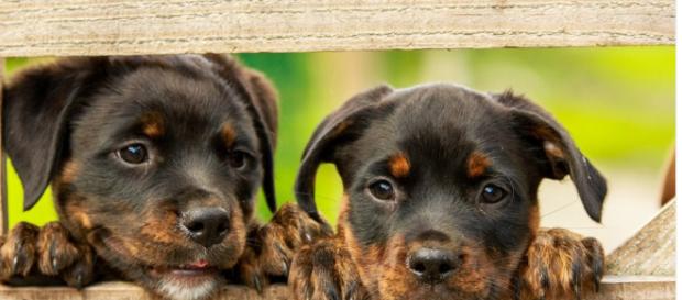 Owning a dog is good for your heart - Image credit - CCO Public Domain | Maxpixel Owning a dog is good for your heart - Image credit - CCO Public Domain | Maxpixel