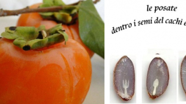 Le fantomatiche posate che possono essere trovate nei semi di kaki.
