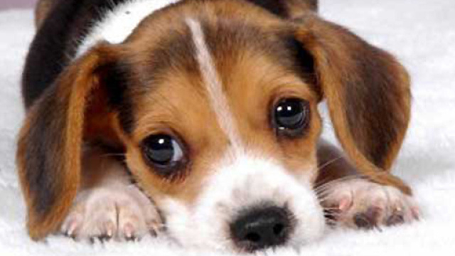 Vivere con un cane allunga la vita: i risultati di un recente studio